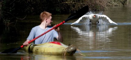 Зверюшки атакуют