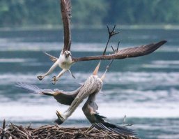 Зверюшки атакуют