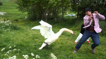 Зверюшки атакуют