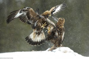 Зверюшки атакуют