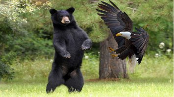 Зверюшки атакуют