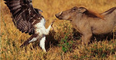 Зверюшки атакуют