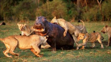 Зверюшки атакуют