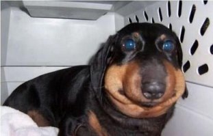 Пёс оптимист