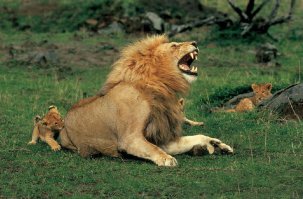 Через несколько месяцев... "Пап, ну обрати на меня внимание!" :)