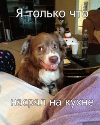 Мой пес - парадокс