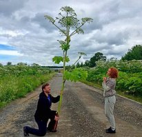 Едрён-батон! Это же борщевик. Ну всё, рукам пздц.