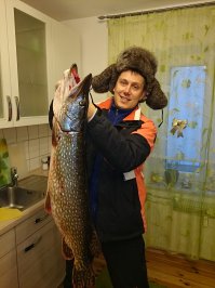 Непонятно за что заминусовали.
Я ничуть не умиляю вкусовых качеств карася.
Но там где я живу очень много карпов а из карповых видов мне речной карп больше нравится чем карась.
Щука весом в 3-4 кг спокойно нападает на рыбу весом в 500 гр. А размером в 5-7 кг. запросто атакует живца на килограмм.
На первом фото цука на 7 кг. поймал ее то ли на крупного карася, то ли крупную плотву. не помню точно.

а вторую летом точно на радужную форель грамм на 400:

При чем заглатывают так, что только хвост в глотке и виден

На третьей карп, я про них писал выше (больше 3ех кг. я, естественно, отпускаю назад)