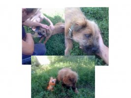 очень милая!!моя Апельсинка тоже из приюта. Обожаю её!!