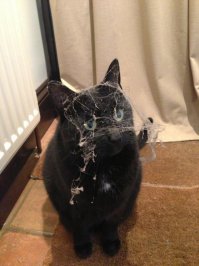 О, тёпленькая пошла! На острове Святой Елены впервые помыли 184-летнюю черепаху Джонатана