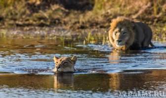 Лёва, ну обрати внимание