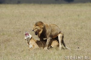 Лёва, ну обрати внимание