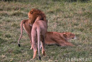 Лёва, ну обрати внимание