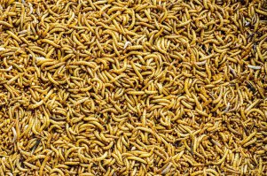 Их тут в Канаде дохренище. Гадкий народ в основном.