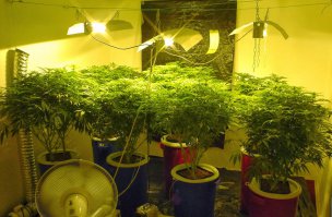 Досветка рассады