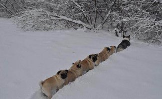 собачья многоножка?