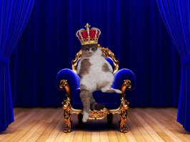 моя котяра, временно отбывает срок на нарах в моей квартире - ожидает лета и возвращение на дачу. гроза мышей.