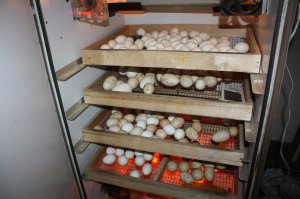 У нас всё так же происходит :)