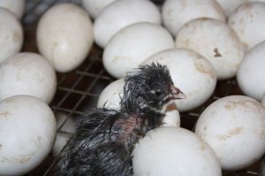 У нас всё так же происходит :)