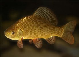 Сам ты "карась искусственно выращенный".Искусственно выращенный и искусственно выведенный вид,это разные вещи.А в данном случае,это два разных вида карася и всё.
Учи матчасть.
Сере́бряный кара́сь (лат. Carassius gibelio, данное латинское биноминальное название принято с 2003 года, ранее лат. Carassius auratus gibelio (Bloch, 1782)) — пресноводная лучепёрая рыба из рода карасей семейства карповых. Имеет разговорные названия: гибри́д(неправильное, так как эта рыба является естественным видом), буфала, буффало, душма́н, караба́с, мети́з, мети́с.
Золотой карась, или обыкновенный карась[1] (лат. Carassius carassius) — вид лучепёрых рыб из семейства карповых.

Обычно золотой карась, как и серебряный карась, обитает в болотах, старицах, озёрах. Внешний вид его не совпадает с карасём серебряным: у золотого карася спинной плавник, брюшной плавник и хвост тёмно-коричневого цвета. Золотой карась меньше, чем серебряный, но ненамного. Вес золотого карася в молодом возрасте — около 400—700 граммов. В зрелом возрасте он увеличивается до 750 г—1,2 кг, затем до 1,2—2,5 кг и к старости до 2,5—4,5 кг. Максимальная длина золотого карася 50 см.