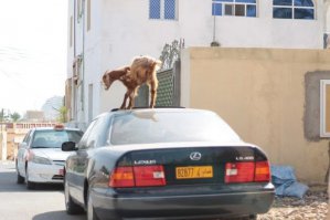 Опять эта коза на лексусе выезд перекрыла
