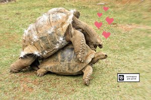 После отъезда королевской семьи...