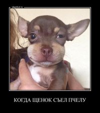 Пёс оптимист