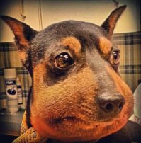 Пёс оптимист