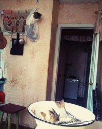 30 веселых фотографий с животными