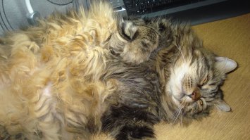 Бродячий котенок остановил молодого человека и попросил забрать его домой