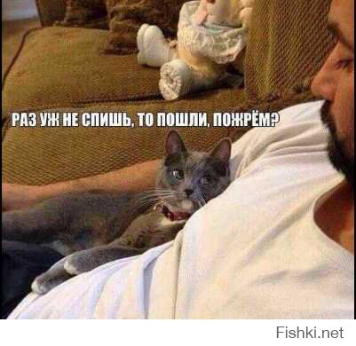 Не коты. Но смешны!