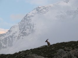 Еще немного гор...
1. Миссес-тау с плато под Брно
2. По дороге к Безенгийской стене
3. Гестола в облаках
4. Козел и вечерняя Шхара
5. Дых-тау (кстати, вторая по высоте гора России)
6. Безенгийская стена
7. Под пиком Семеновского (вид на Безенгийскую стену)
8. Ушба (вид с восхождения на восточную вершину Эльбруса)