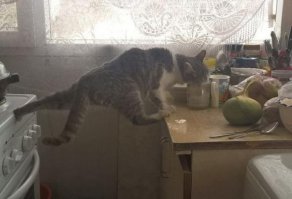 30 веселых фотографий с животными