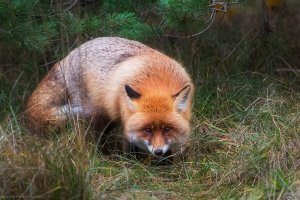 30 веселых фотографий с животными