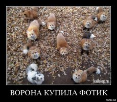 Лисы