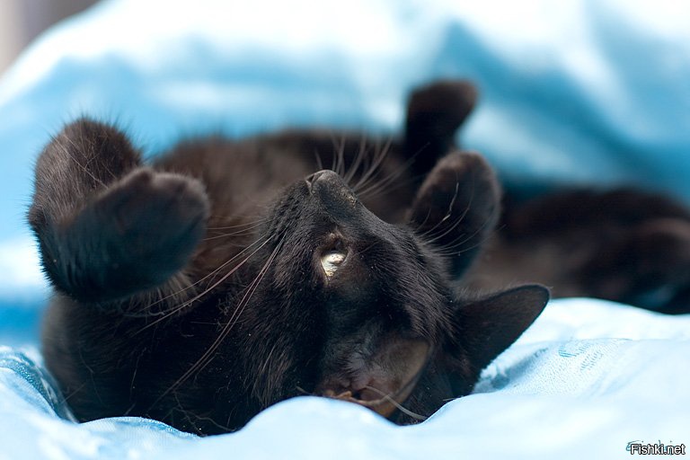 довольный черный кот. ласковый черный кот. ласковый черный кот. черные коты ласковые. черная кошка с серыми глазами.