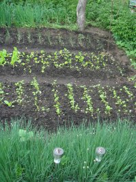 А это моё лето...