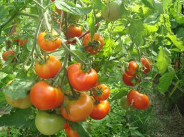 А это моё лето...