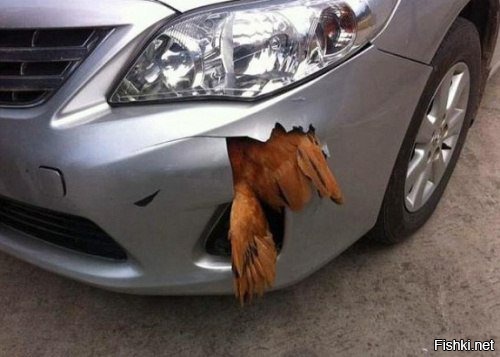 Кот пережил удар автомобиля, а тут автомобиль не пережил удар курицы:)