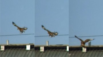 А у нас в районе живут такие вот птички...