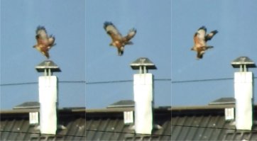 А у нас в районе живут такие вот птички...