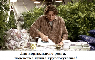 Досветка рассады