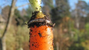 ну какие 16 лет, засунула семя в землю пальцем с кольцом, там его и оставила, а потом урожая с потерянным кольцом собрала. В том же году. А то за 16 лет серебро даже не окислилось