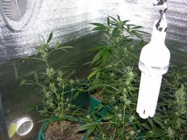 Досветка рассады