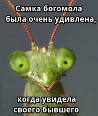 Зачастую, в порыве страсти, самка богомола в завершении процесса соития откусывает самцу голову или же съедает его целиком.