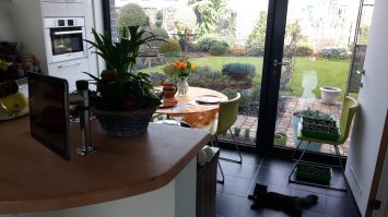 Вон рассада на стуле ;)