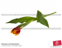 Вот к примеру: 
Тюльпанчек для использования в наружной рекламе 7тр стоит...