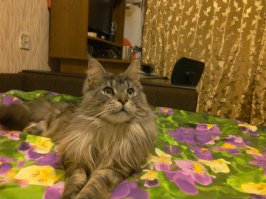 да я вроде ег ов каждой теме про кошек сую. надоел уже всем :)