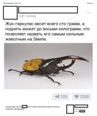 Автор комментария уже давно деградировал.