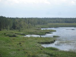 Болото Эндла - туда покупать разрешение на рыбалку надо за год!